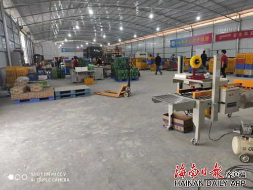 瓊中把綠橙加工廠建在村里 群眾持家增收兩不誤